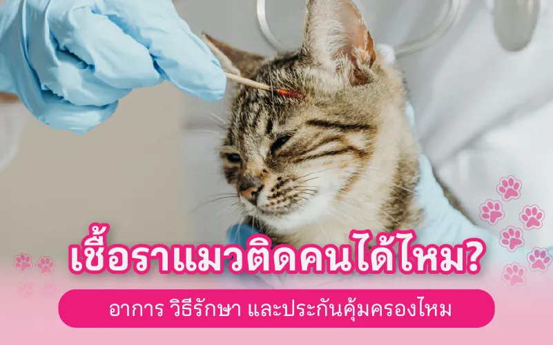 เชื้อราแมวติดคนได้ไหม? อาการ วิธีรักษา และประกันคุ้มครองไหม